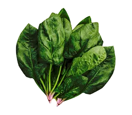 Espinaca hidropónico cultivado por Ecultiva