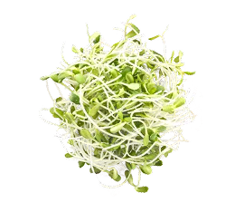 Germinados hidropónico cultivado por Ecultiva